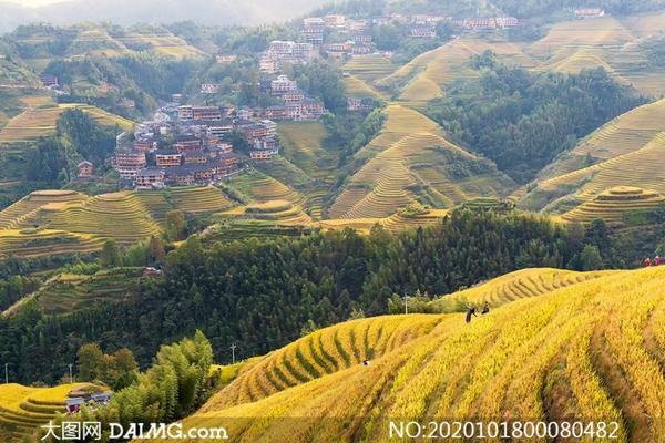 西兰花种植技术详解：从准备土壤到收割的全方位指导