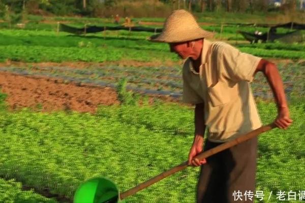 氟虫腈拌种持效期多长 噻虫嗪和吡虫啉复配