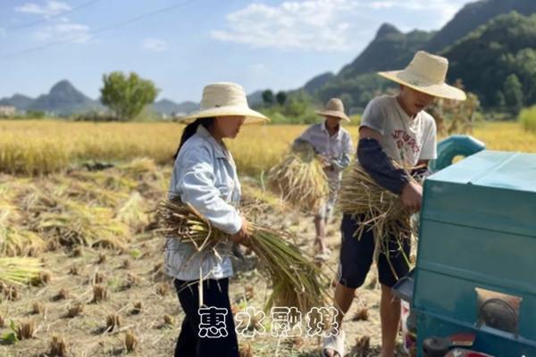 麦冬：中药的瑰宝，功效与作用广泛