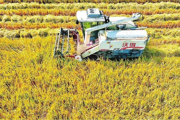 麦冬草坪除草剂 草甘膦属于什么除草剂