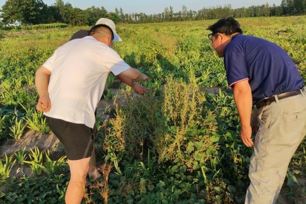 咯菌腈主要防治什么病 葡萄霜霉病用什么药最好