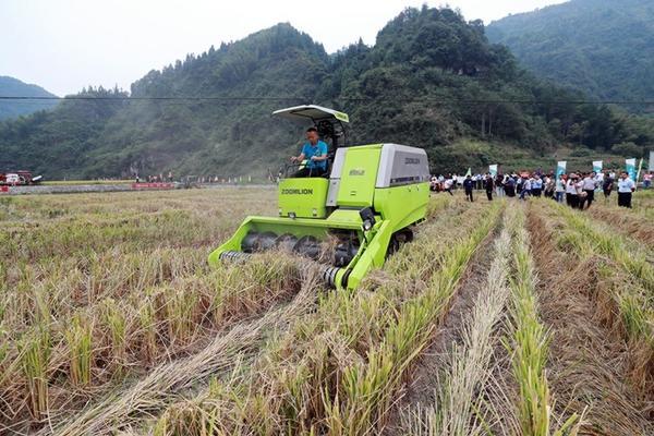 加拿大一枝黄花高清图片 加拿大一枝黄花的外形特点