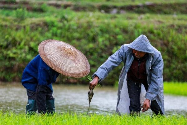 除莠剂和除草剂一样吗 200亩果园喷除草剂要多少天？