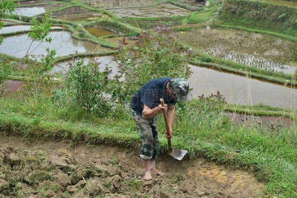 玉米地膜下面的草怎么除 打完玉米除草剂能种萝卜吗