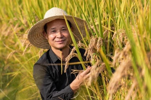 山姜花的功效与作用 野生姜的作用与疗效图片