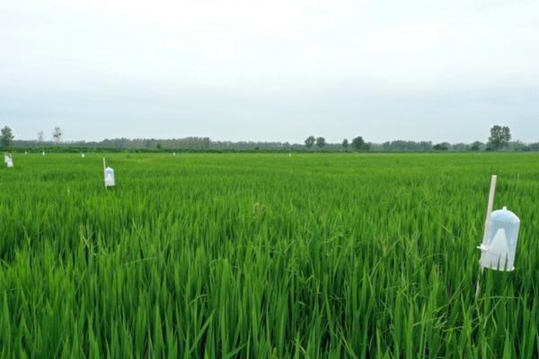 异丙甲草胺可以用在豇豆田吗 芹菜田封闭除草剂？