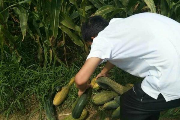 花生田面后除草剂配方详细比例 花生的除草剂